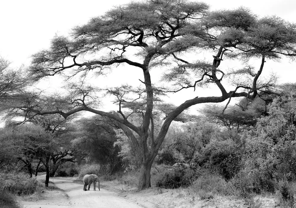 Llovet, Jorge: under the acacia