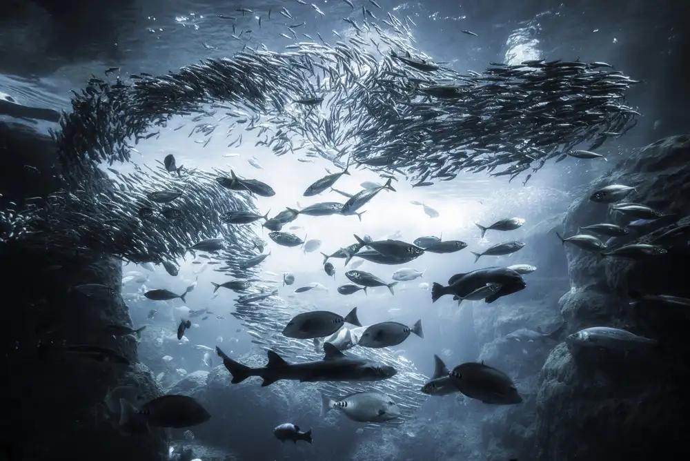 Suzuki, Takashi: Underwater exploration