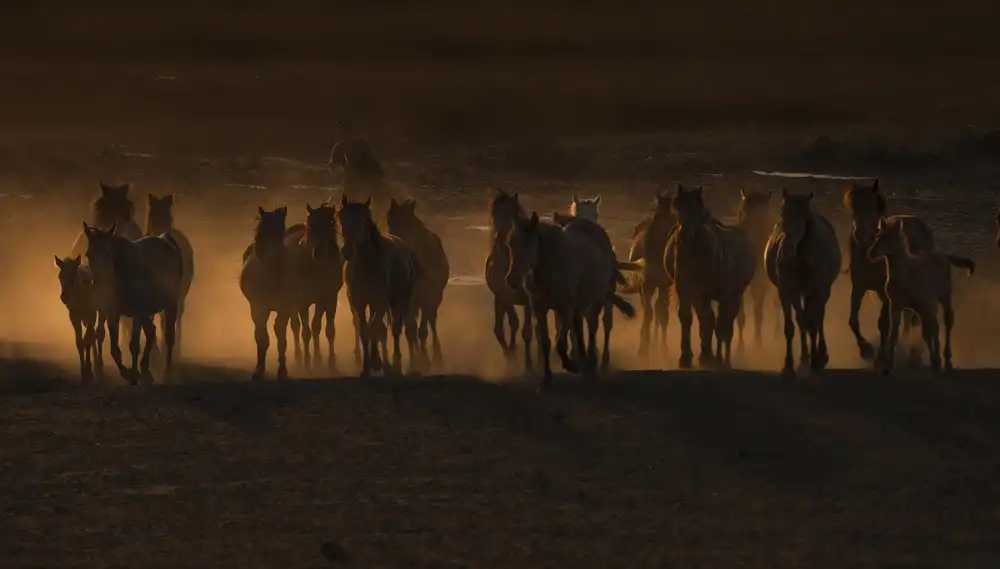 Sahin, Ramiz: Hermoso El País de los Caballos /