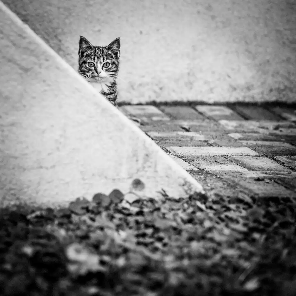 Hristov, Boris: No name