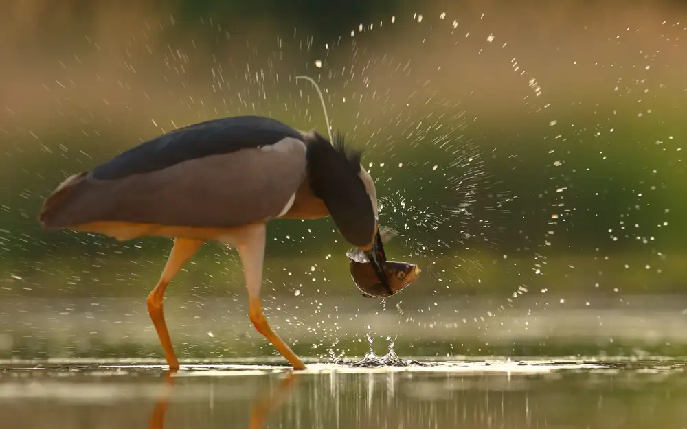 Gavra, Assaf: Brave Night Heron