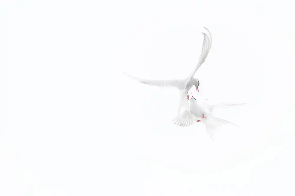 Marchegiani, Roberto: Arctic Terns