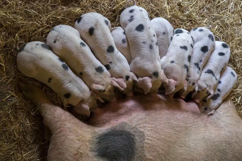 Bosch, den Gert: Il Milkbar è aperto