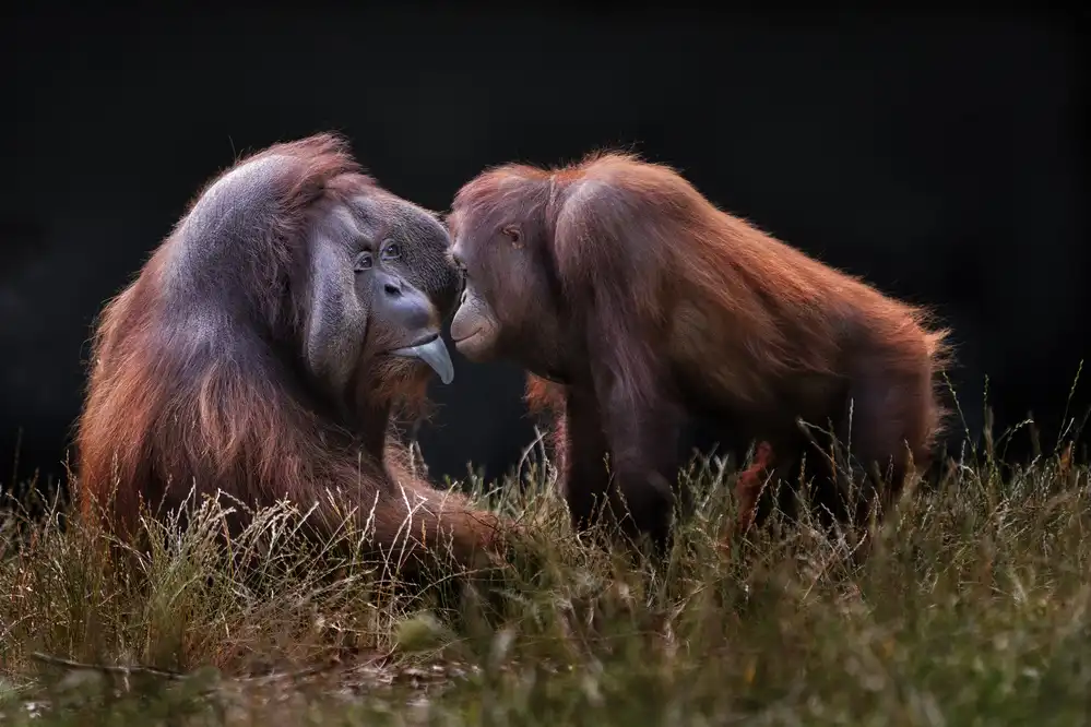 Wilkinson, Hugh: Apes for Mates