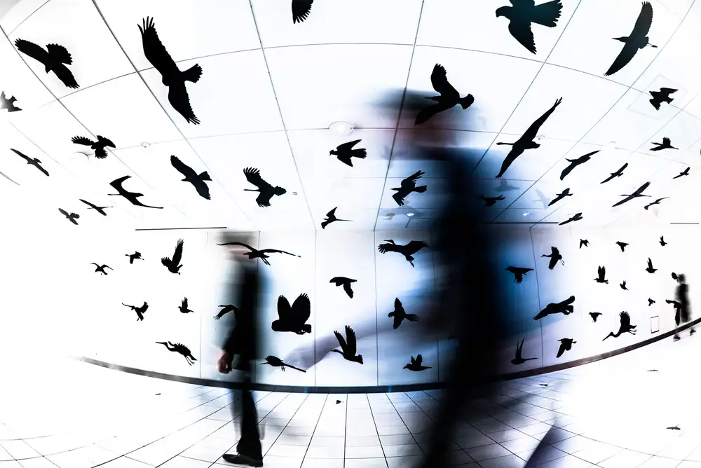 Hashimoto, Tetsuya: The Birds