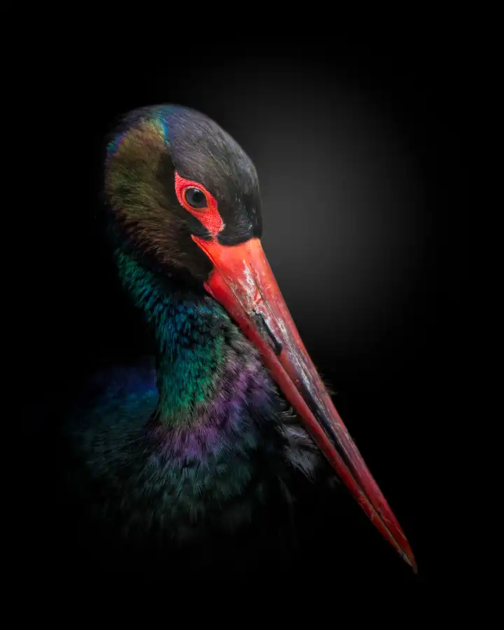 Fegari: The Black Stork