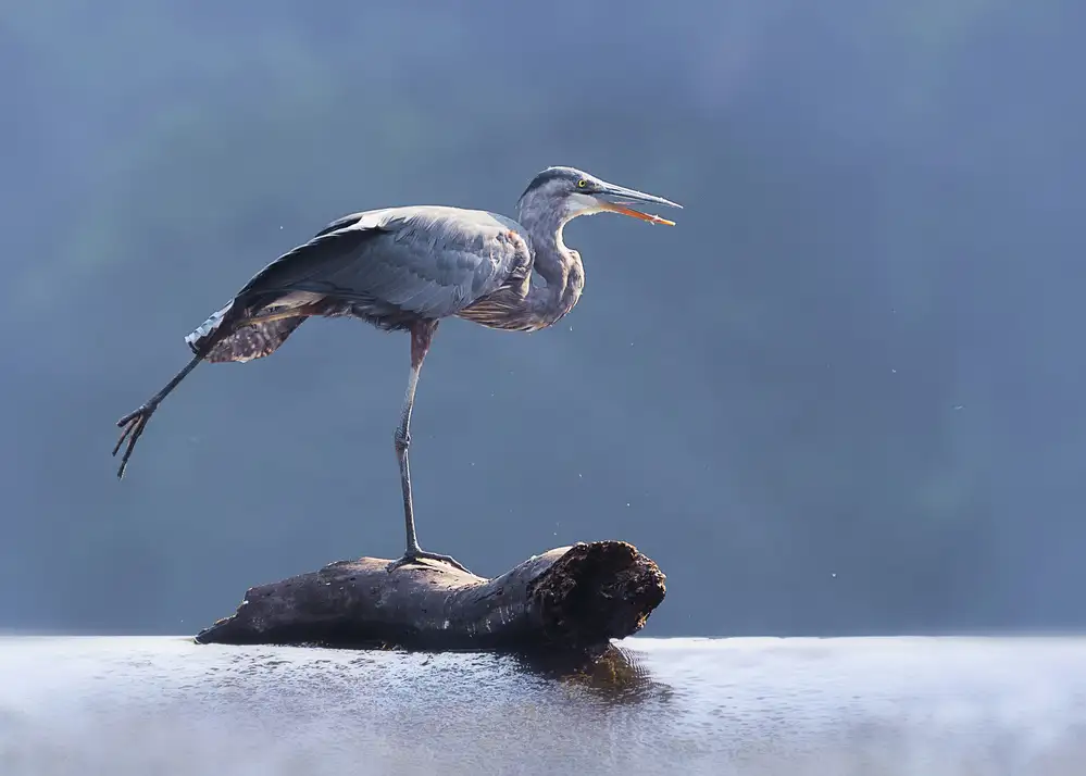 Bamboo, Purple: Blue Heron Doing Yoga