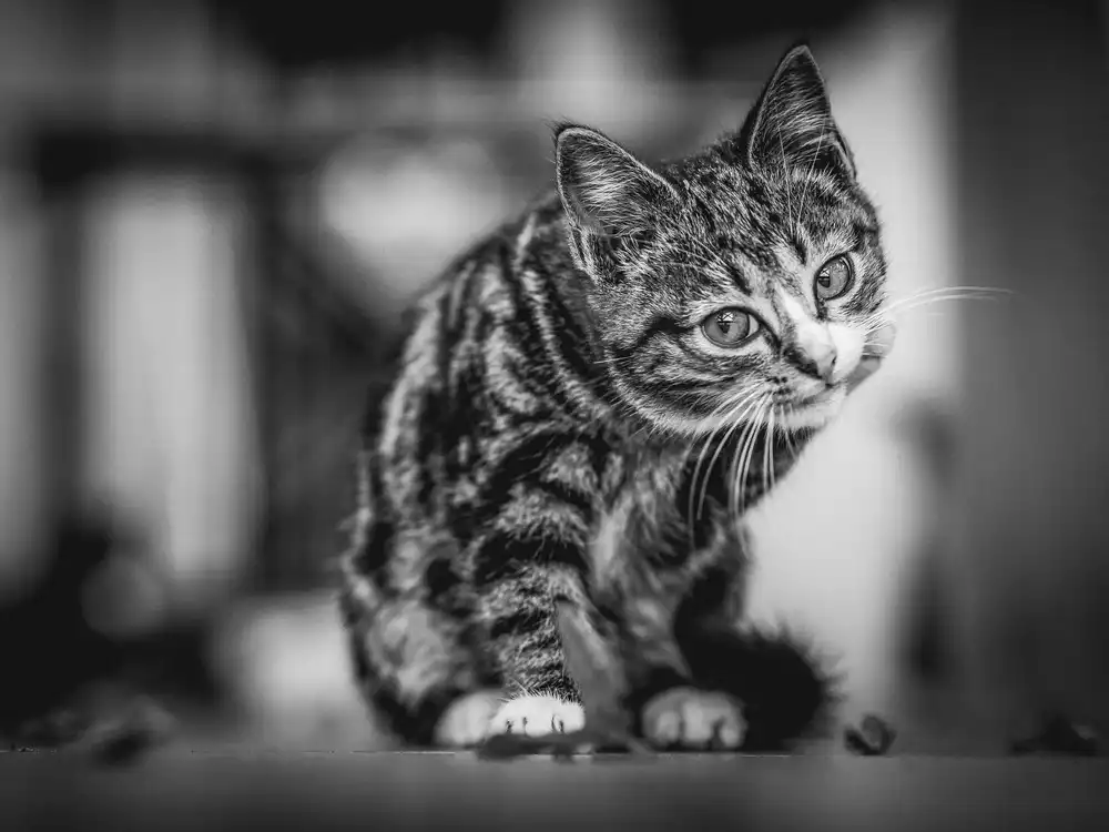 Hristov, Boris: No name