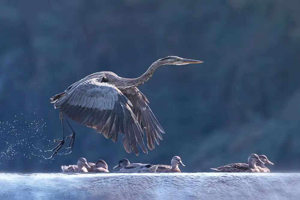 Bamboo, Purple: Blue Heron Taking Off