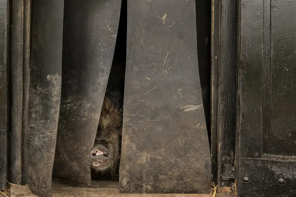 Bosch, den Gert: Can I come out, is the sun shining?
