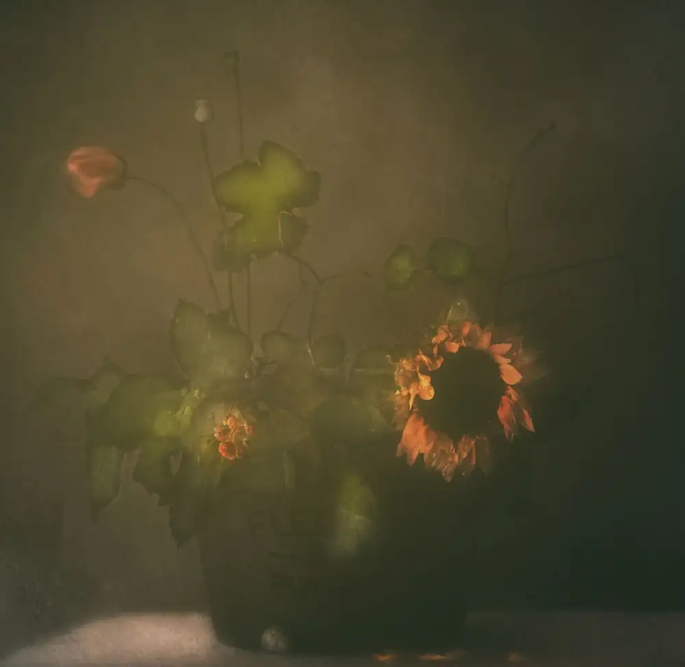 Devos, Delphine: Tears of Sunflower