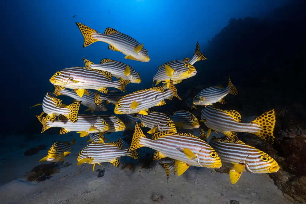 Gabriel, Barathieu: Photographie sous-marine - Gaterins de l'océan Indien