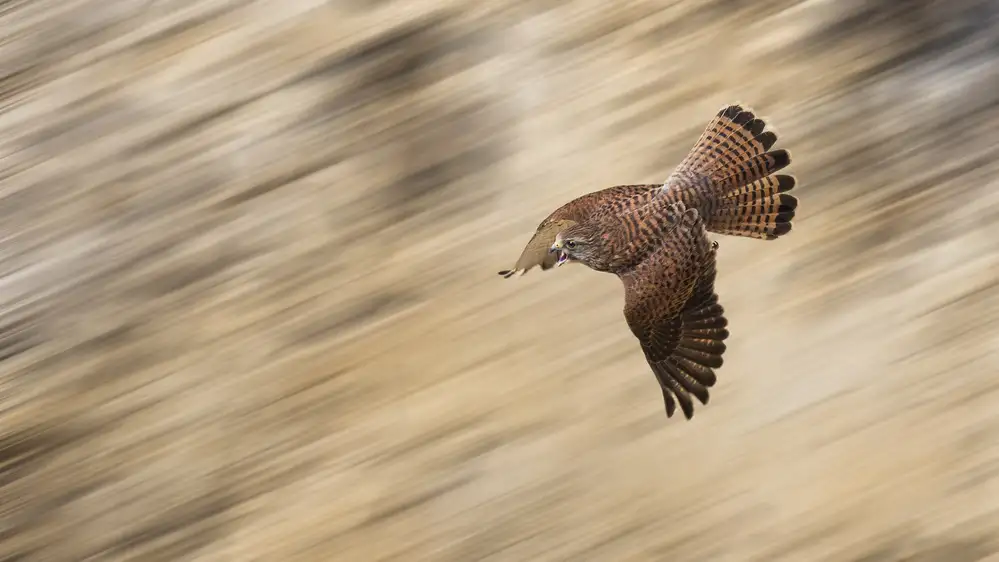 Mahony, O Kieran: Falcon in corsa