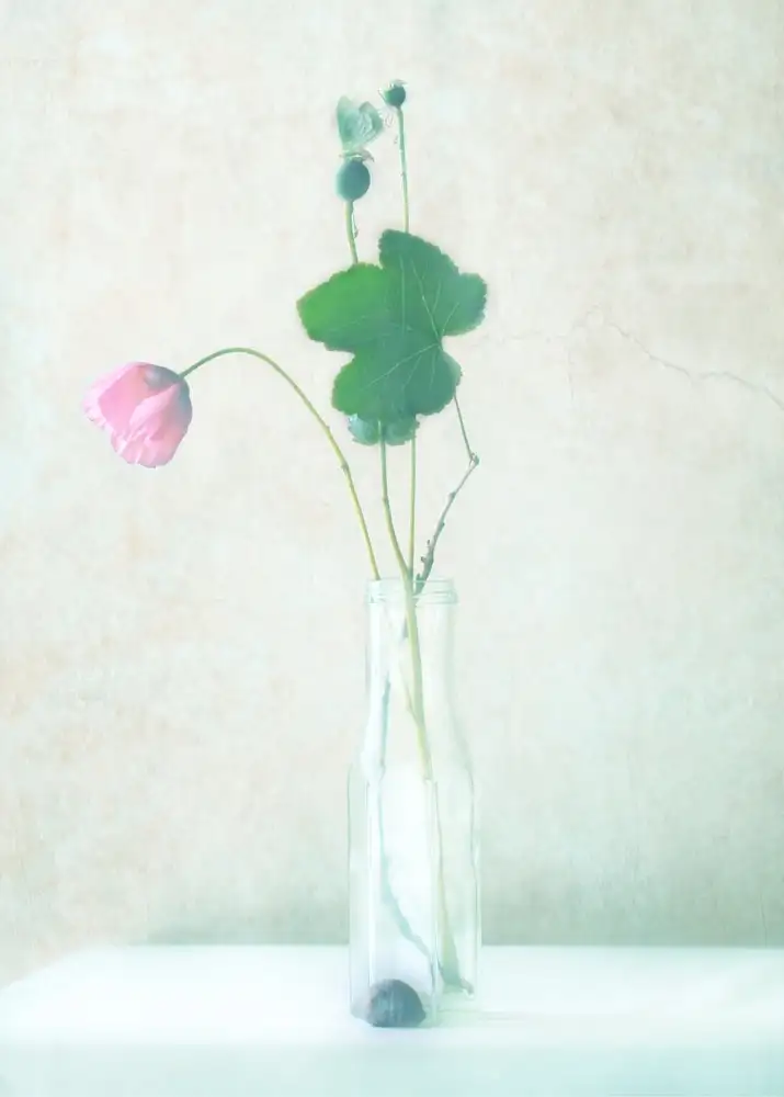 Devos, Delphine: La fleur rose