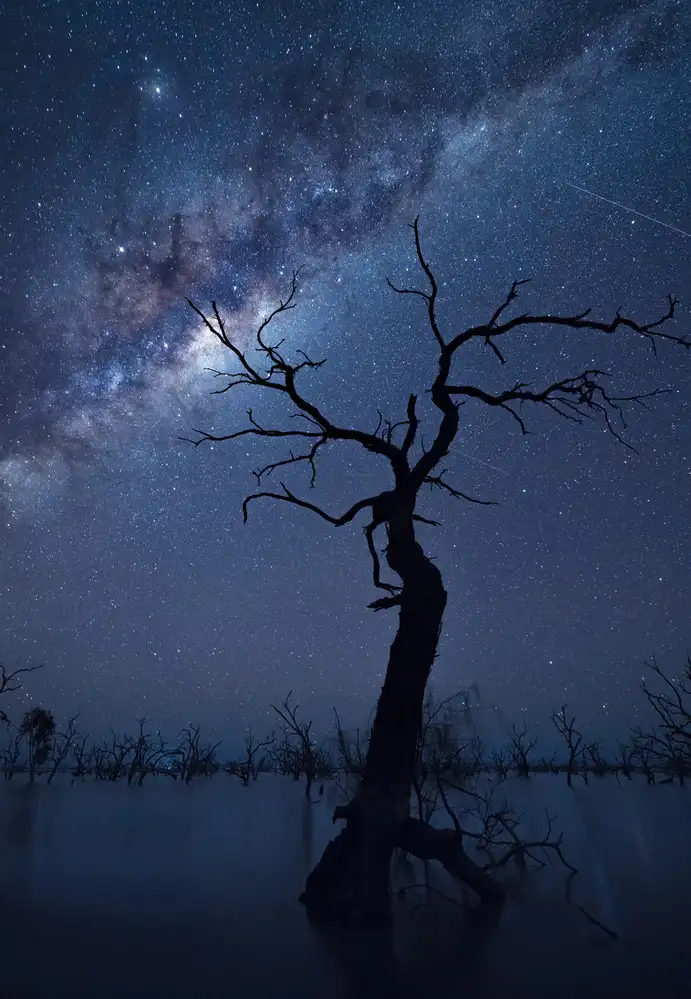 Zhu, Jingshu: The Tree