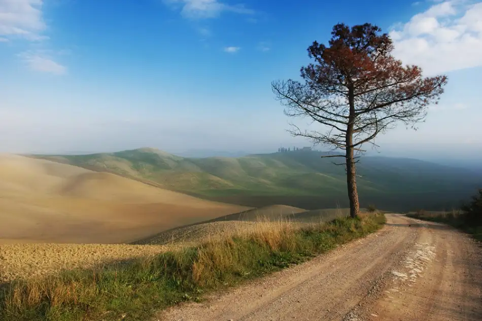 Kravanja, Jure: Lonely tree