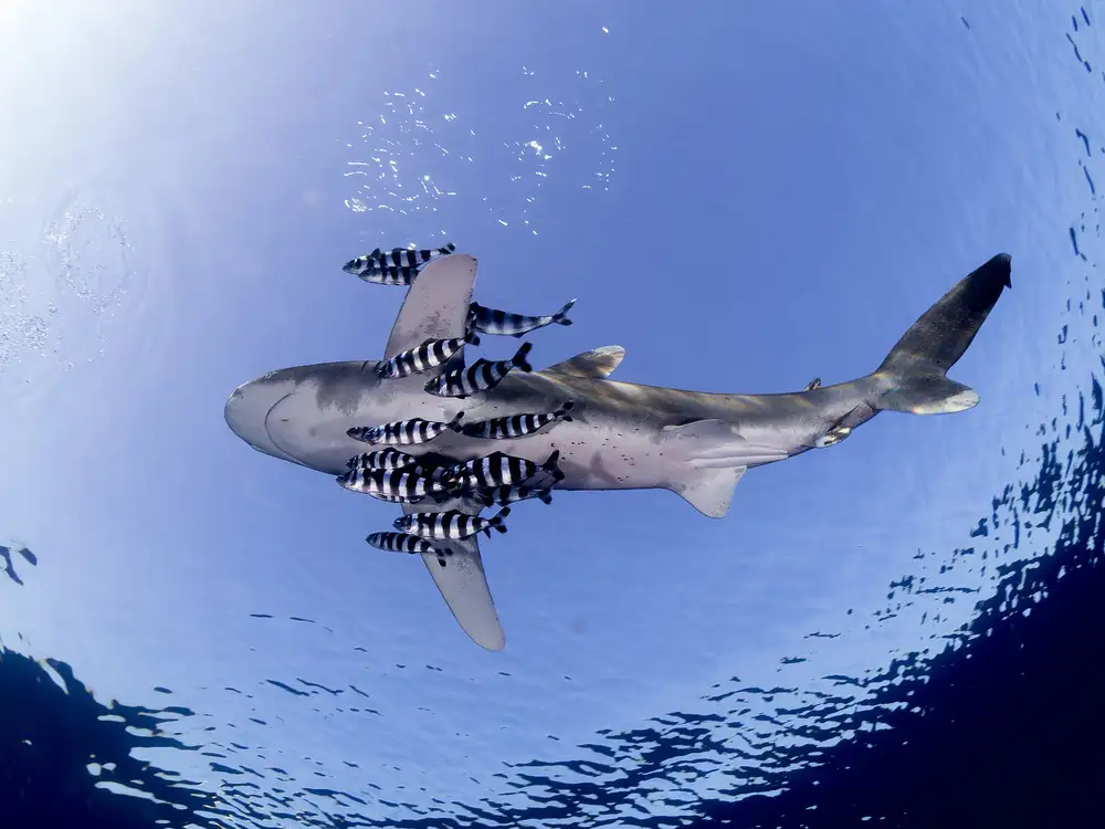 Tov, Ben Ilan: Oceanic White Tip Shark