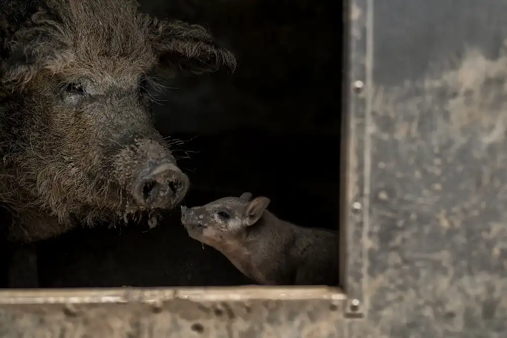 Bosch, den Gert: Now, listen up, little brat