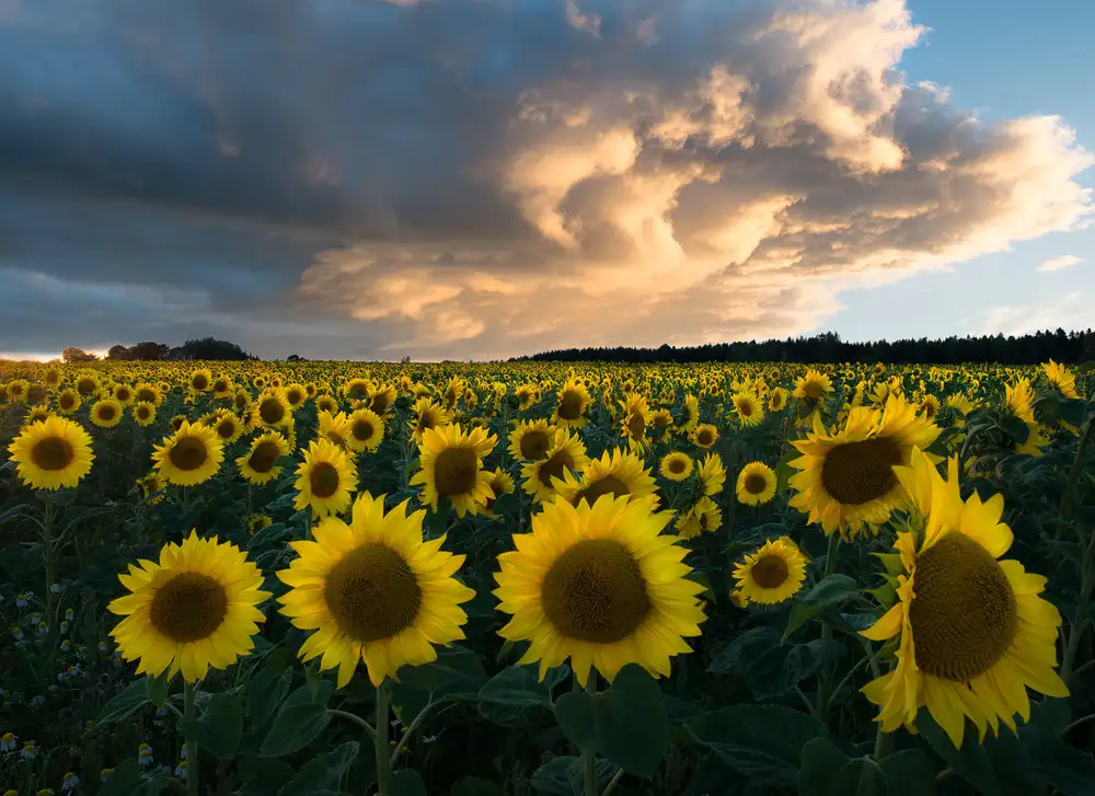 Lindsten, Christian: Sunflowers in Sweden.