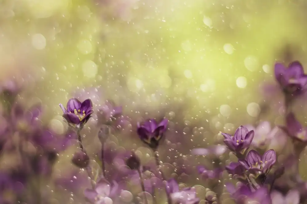 Devos, Delphine: Purple Dream