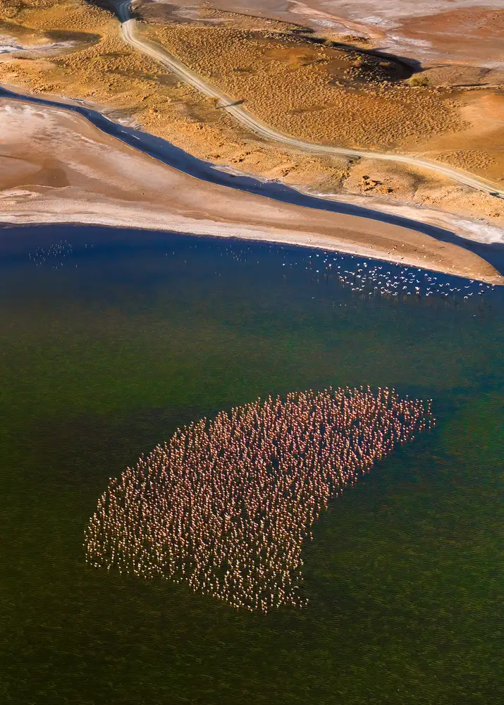 Fan, John: Flamants roses sur le lac