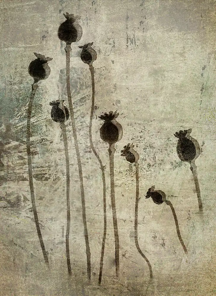 Talen, Nel: Poppy seedlings