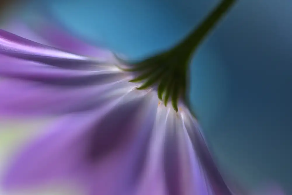 Westum, Heidi: Bright marguerites