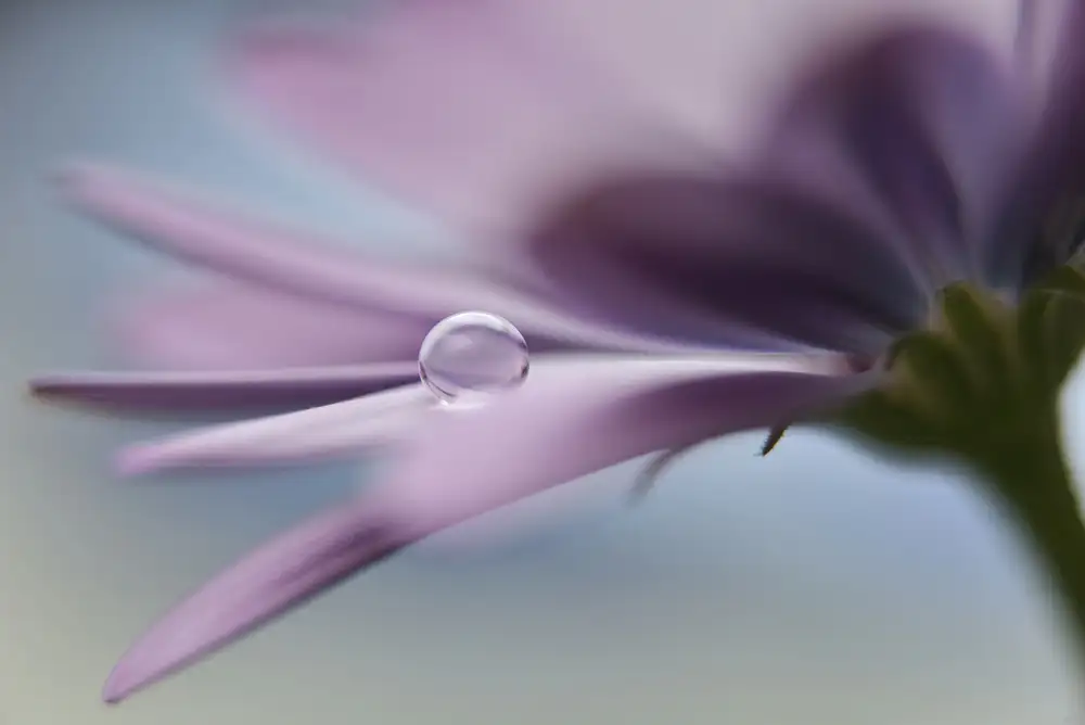 Westum, Heidi: The peaceful drop