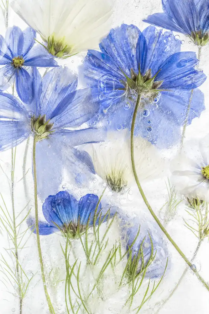 Disher, Mandy: Cosmos blue