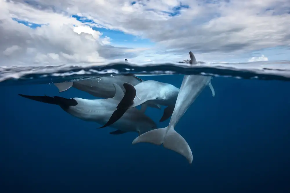 Gabriel, Barathieu: Pod of dolphin at the surface