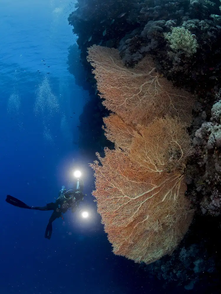 Tov, Ben Ilan: Gorgonian Coral and an Underwater photographer
