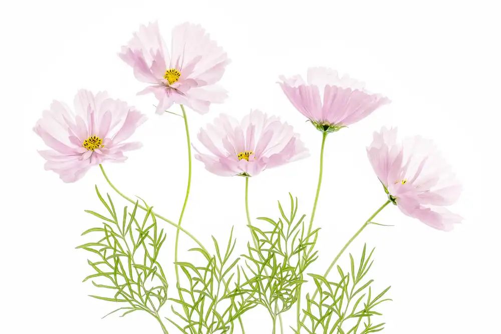 Disher, Mandy: Cupcake Cosmos
