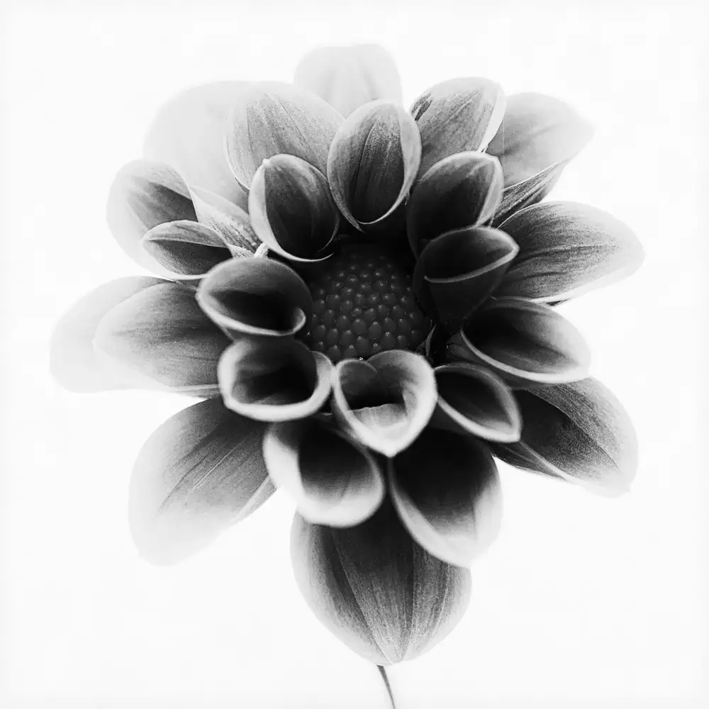 Grønkjær, Lotte: Dahlia
