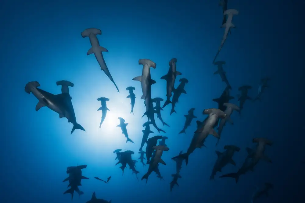 Gabriel, Barathieu: Hammerhead Shark - Underwater Photography