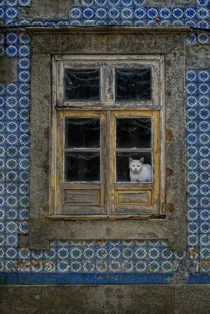 Lobato, C. Jose: The cat in the window