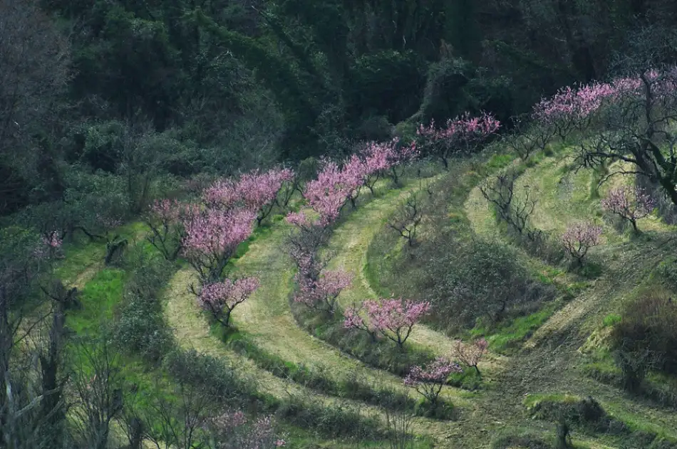 Kravanja, Jure: Rhapsody in pink