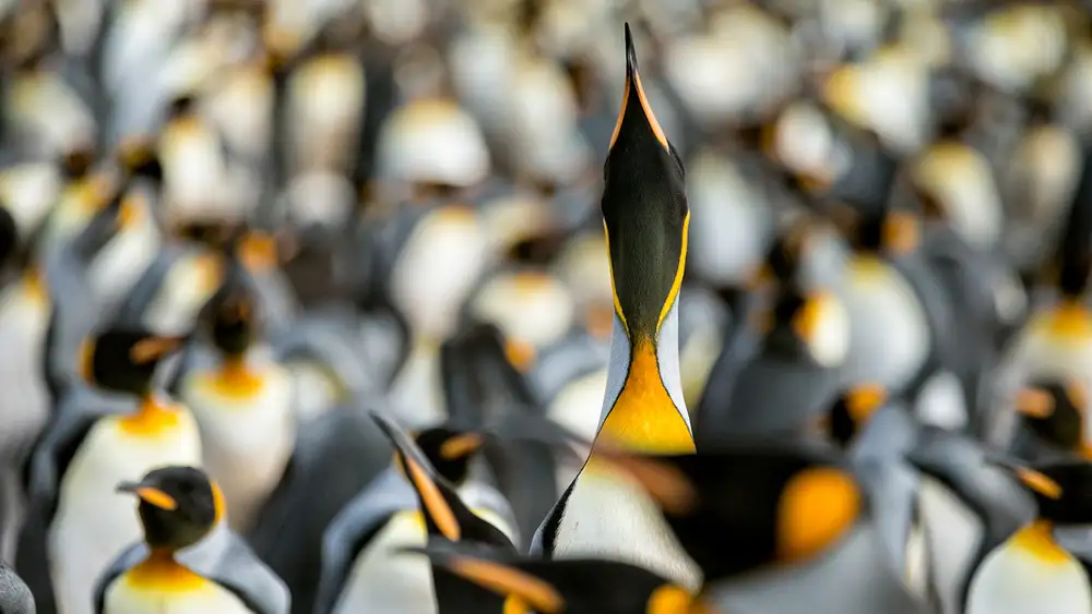 Raga, Gil Joan: Visualizzazione del pinguino reale