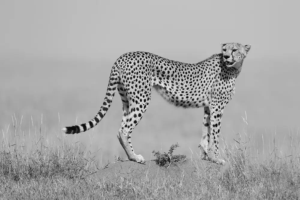 Pozzi, Marco: elegance in B&W