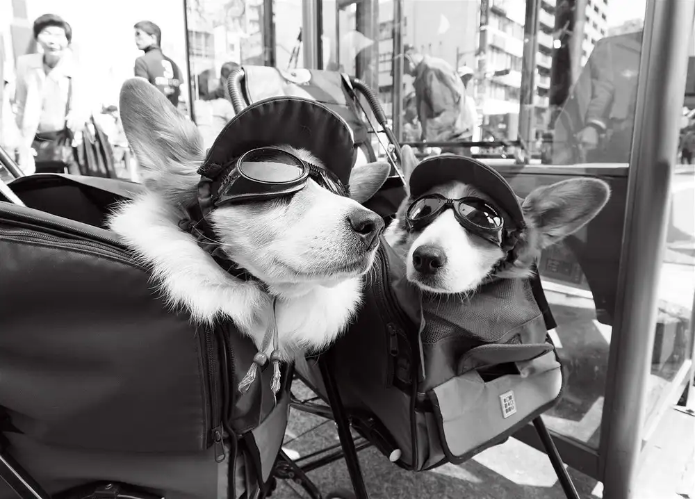 Carniollus, Brut: tu dis [conversation du corgi]