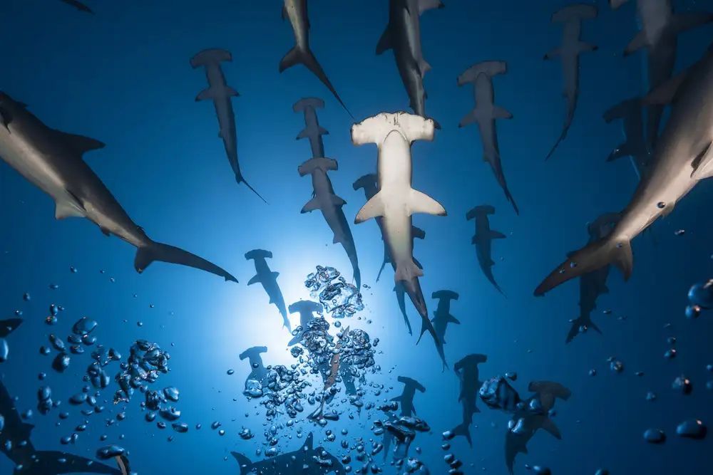 Gabriel, Barathieu: Hammerhead Shark