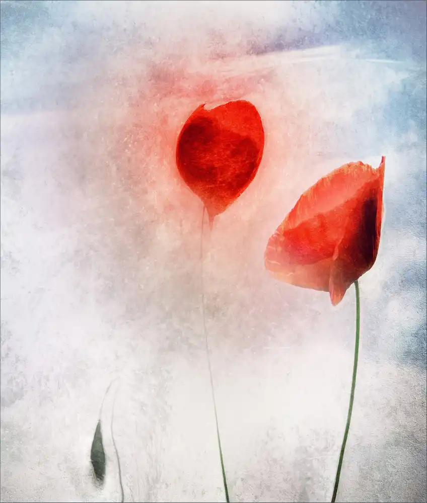 Claes, Gilbert: In Flanders Fields