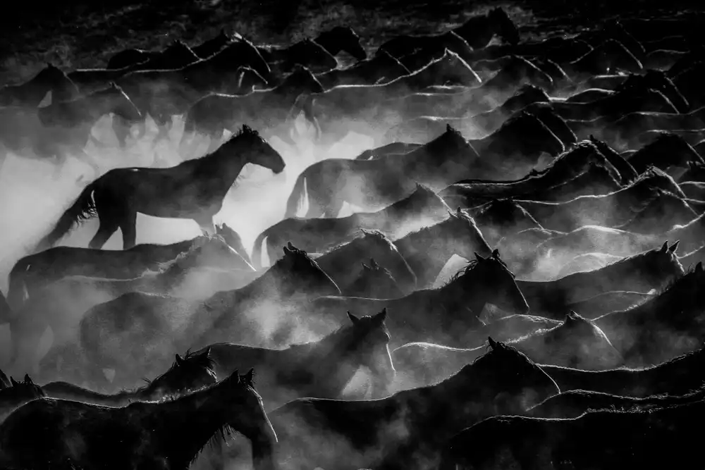 Kandilcioglu, Nisan Ummu: horses