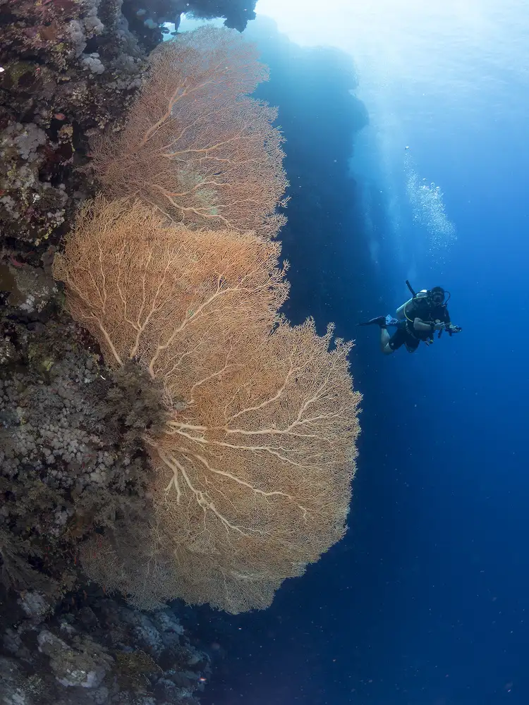Tov, Ben Ilan: Gorgonian Coral a potápěč