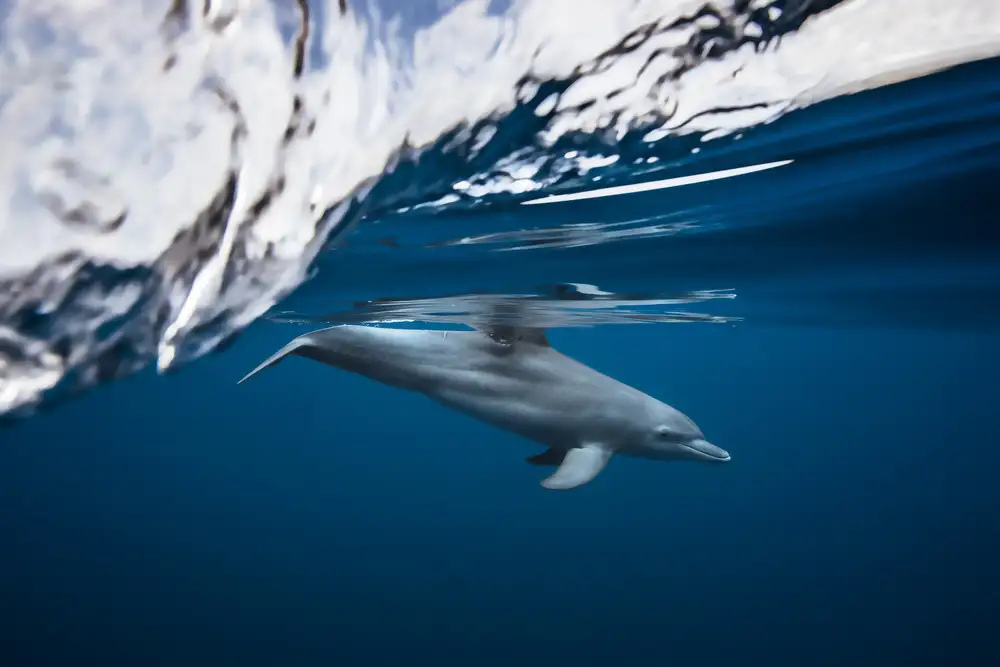 Gabriel, Barathieu: Bottlenose dolphin / Turciops Aduncus