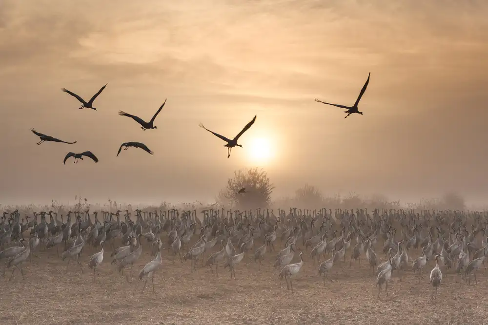 Rublina, Natalia: Cranes at sunrise...