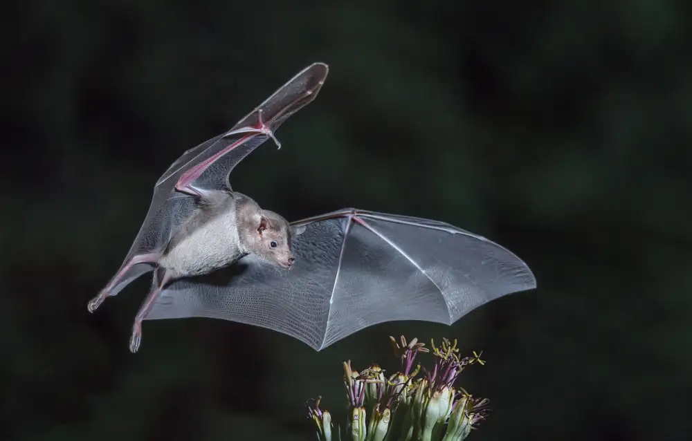 Barsh, Greg: Nectar at night