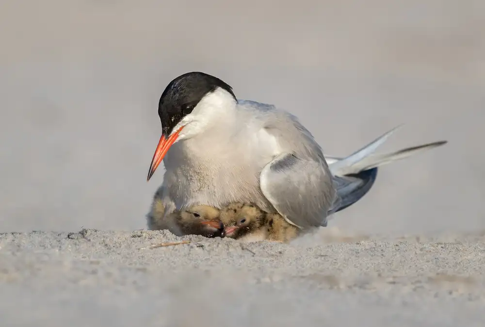 Barsh, Greg: Protection