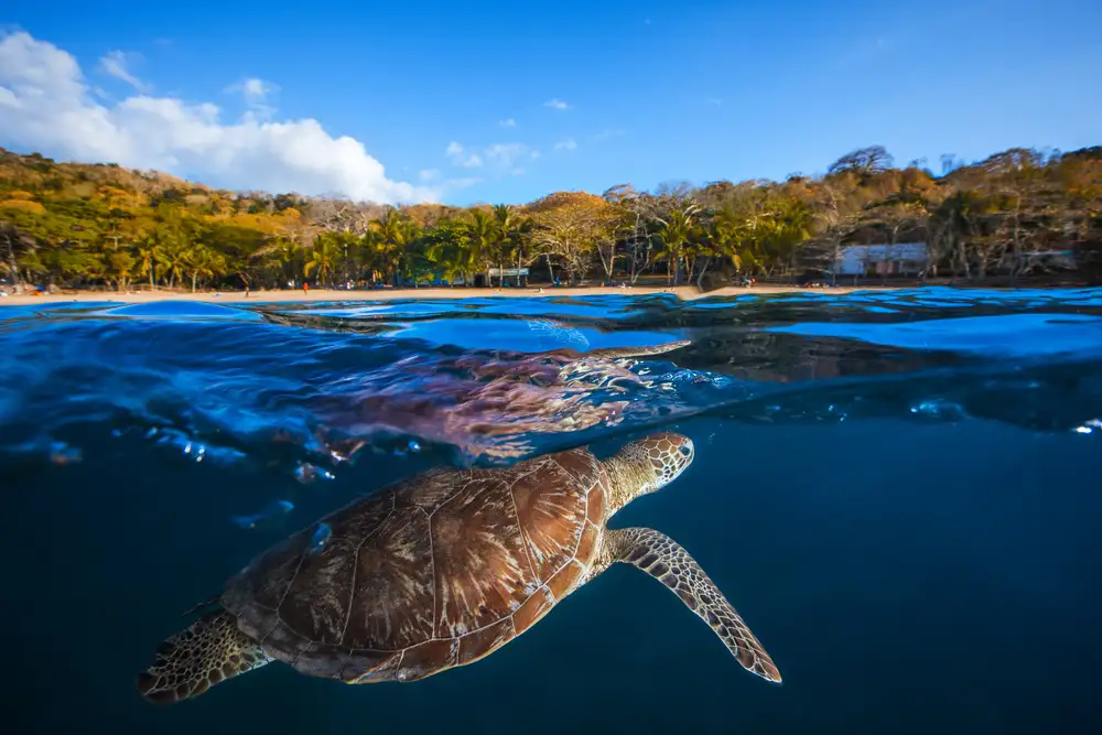 Gabriel, Barathieu: Green Turtle - Sea Turtle