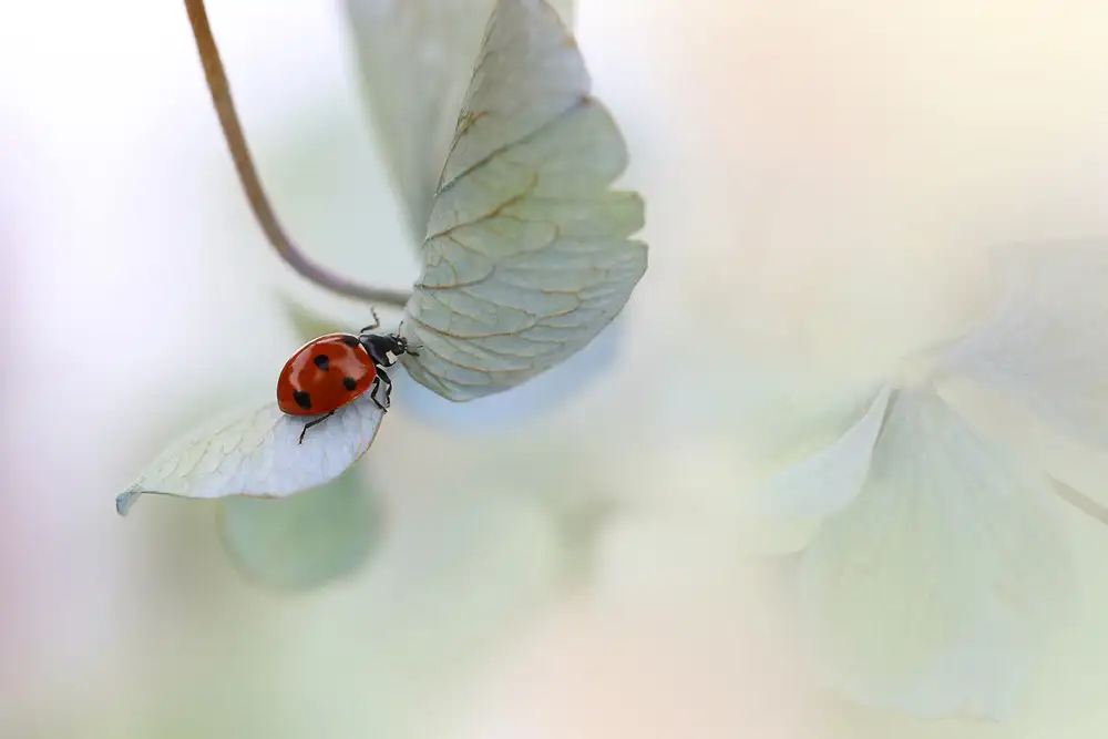 Deelen, van Ellen: Ladybird on blue-green hydrangea