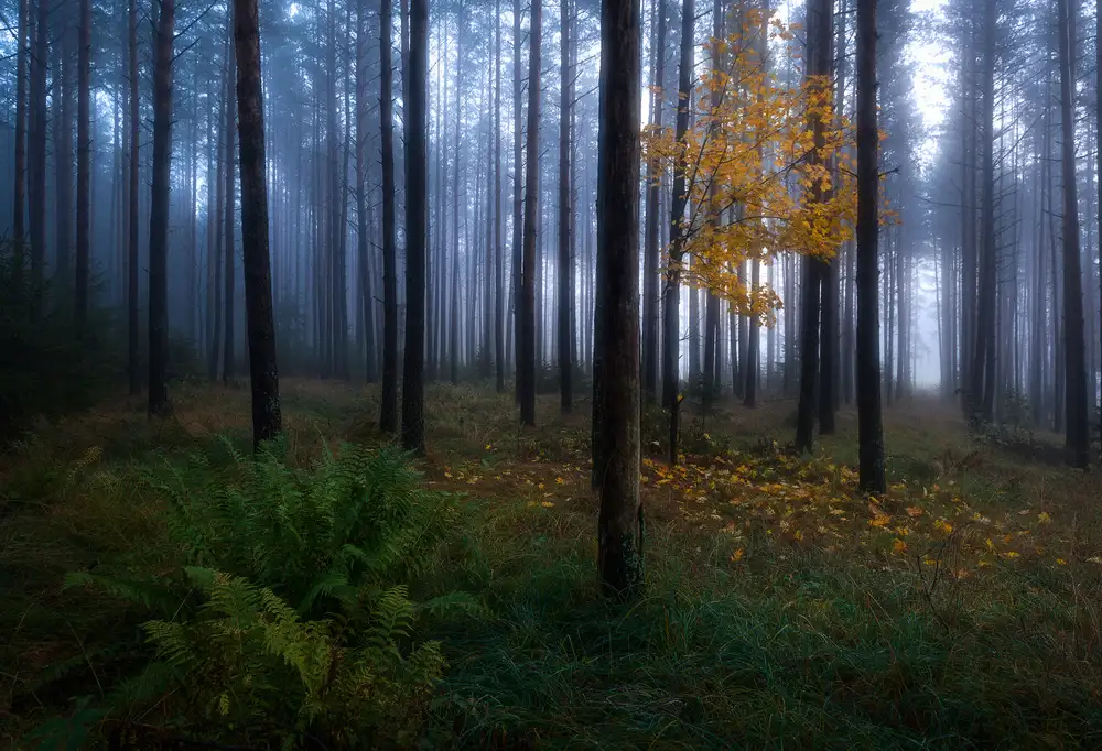 Lindsten, Christian: The dark light
